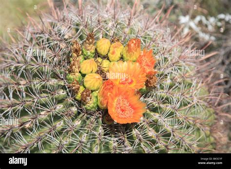 Barrel Cactus In Bloom Saguaro National Park Tuscon Mountain District