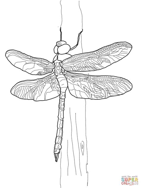 You are permitted to use our coloring pages under the following conditions Green Darner Dragonfly Coloring Online | Super Coloring