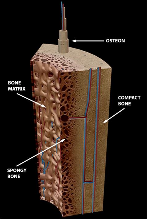 Compact And Spongy Bone Diagram