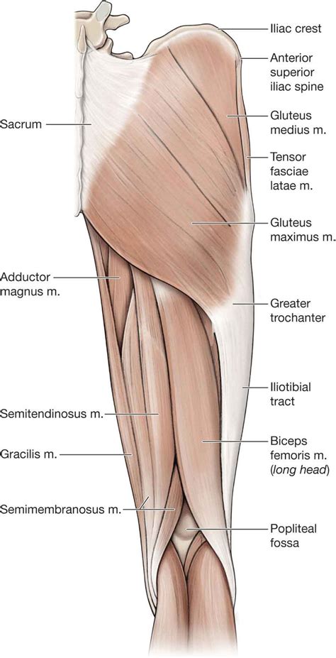 Muscles In The Hip Region