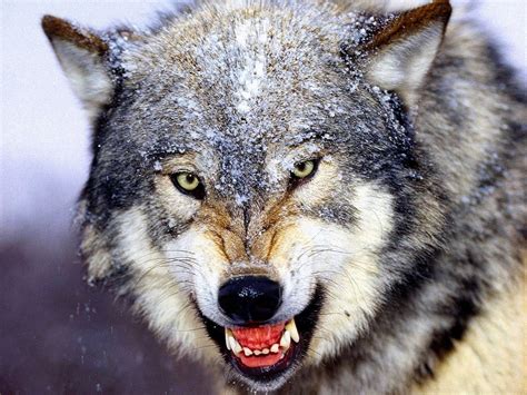 Angry Wolf Face Wallpapers Top Free Angry Wolf Face Backgrounds