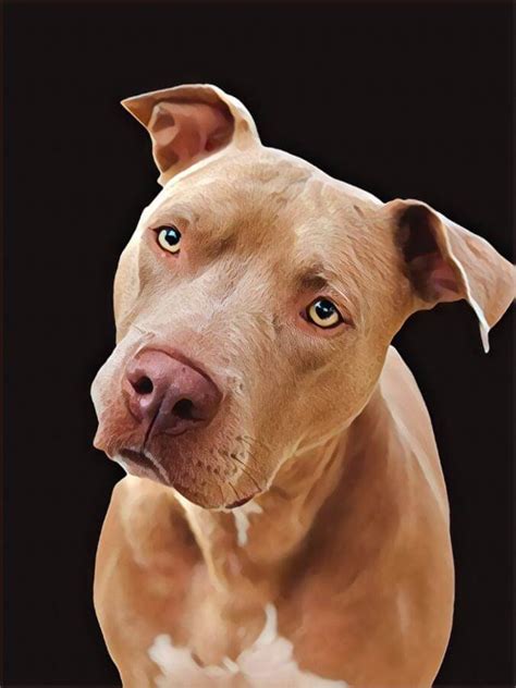 Goldendoodle Pit Bull Mix The Golden Pit Boodle Guide