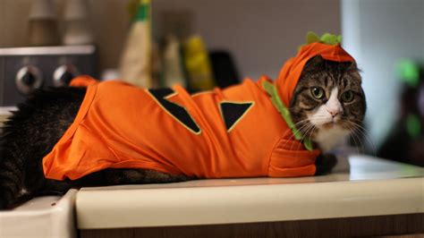 Brown Tabby Cat With Orange Hooded Shirt Cat Animals Costumes Hd
