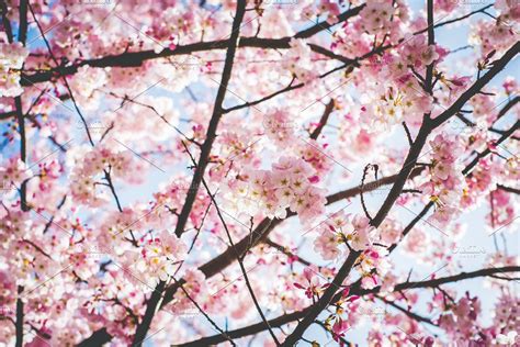 Pink Cherry Blossom High Quality Nature Stock Photos Creative Market