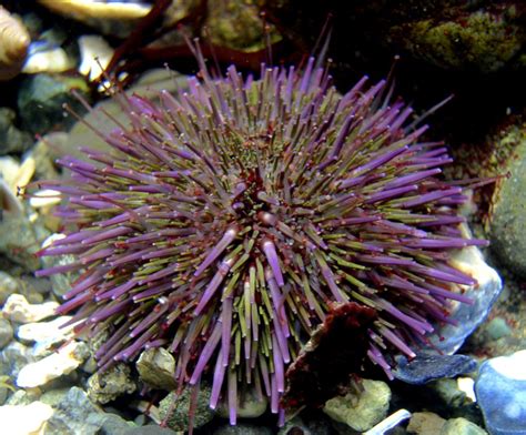 35150 A Purple Sea Urchin For Purple Day Biobus