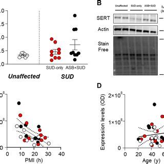 Analysis Of Serotonin Transporter SERT Expression Levels In The