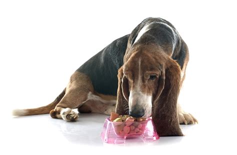 The same method can be used for dogs needing to gain weight. Top 7 Best Dog Food for Weight Gain and Dogs That Won't ...