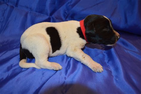Black And White Spotted Puppy
