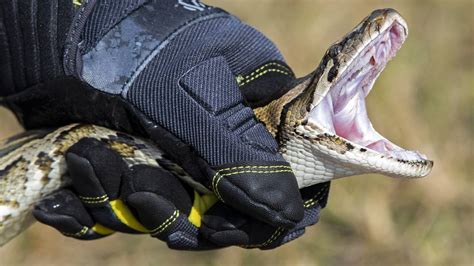 How To Sign Up For Everglades Florida Python Challenge Fl Keys News