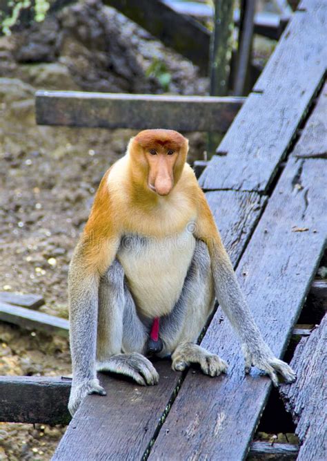 Proboscis Monkeys Endemic Of Borneo Island In Malaysia Stock Image