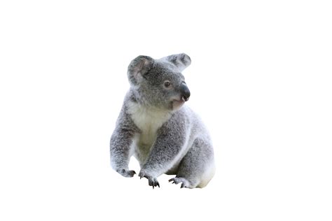 Cute Koala Png Image For Free Download