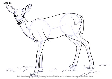 How To Draw A Baby Deer Aka Fawn Deer