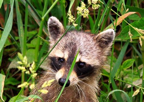 Garys Outdoor Wanderings2 The Woodland Raccoon