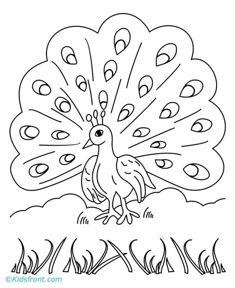The peacock coloring pages also available in pdf file that you can download for free. Peacock coloring pages to download and print for free
