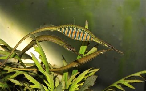 The Coolest And Most Exotic Freshwater Aquarium Fish Aquanswers