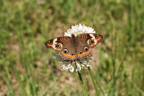 Common Buckeye Butterfly In Field Free Stock Photo Public Domain Pictures