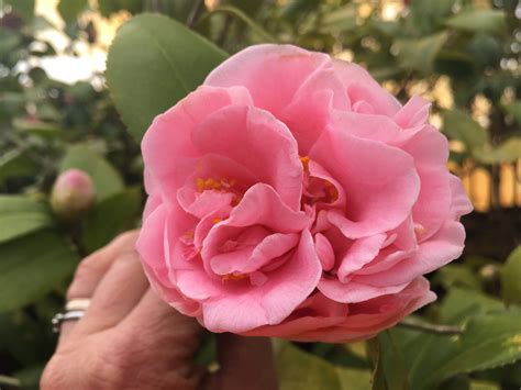 debutante camellia toms creek farm and nursery