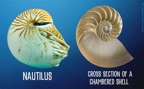 Scientists Describe New Nautilus Species Mongabay Kids