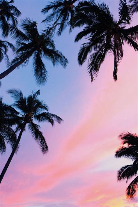 Pink Palm Tree Wallpapers Top Free Pink Palm Tree Backgrounds