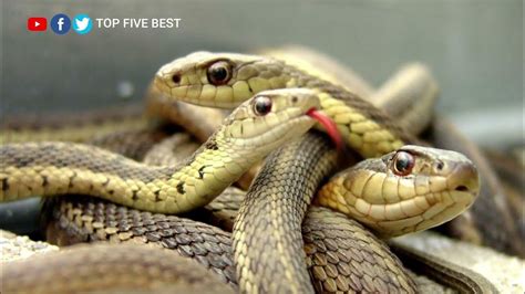 Top 5 Deadliest Snakes In The World Top 10 Lists Of Deadliest Snakes