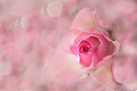 Fondos De Pantalla Rosas De Cerca Rosa Color Flores Descargar Imagenes