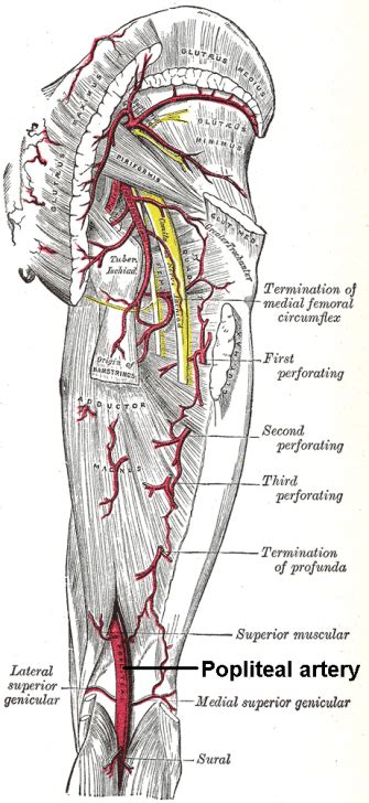 Femoral Artery And Vein Anatomy
