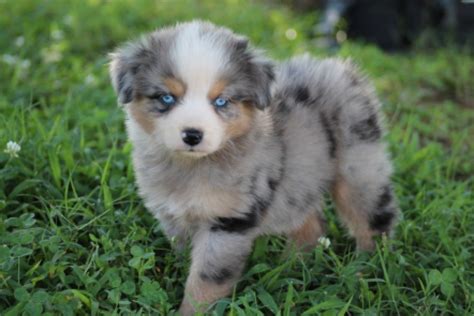 Adorable Australian Shepherd Puppy With Blue Eyes