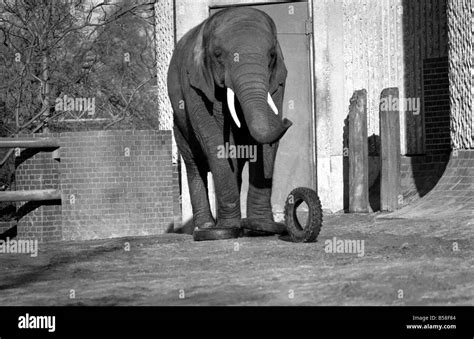 Animals London Zoo Elephant January 1977 77 00026 014 Stock Photo