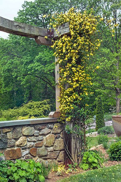 Perennial Picks That Make Quick Climbers Evergreen Vines Climbing