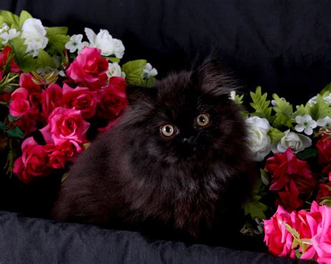 Black Persian Kittens Black Persian Cats Doll Face Persian