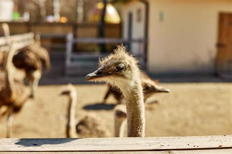 The Ultimate Guide To Emu Farming From Startup To Profitability
