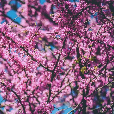 Cherry Tree Flowers Flowering Spring Ipad Air Wallpapers Free Download