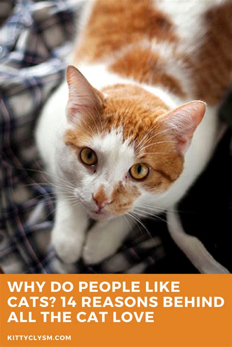 why do people like cats 14 reasons behind all the cat love cat training cats cat love