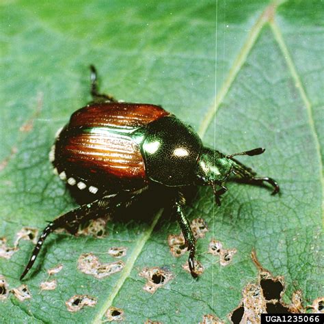 Japanese Beetle Popillia Japonica