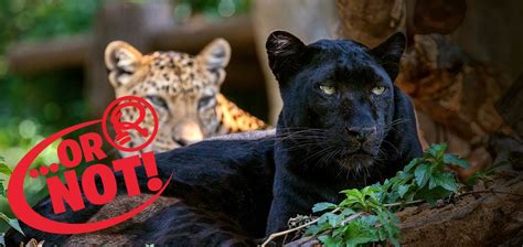 Are Black Panthers Really A Separate Species Ripleys