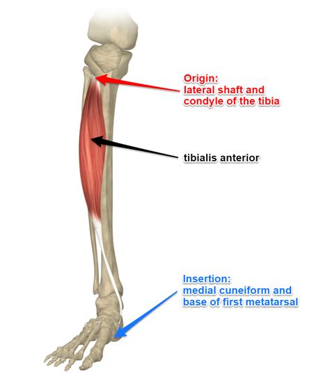 The Tibialis Anterior Muscle Its Attachments And Actions