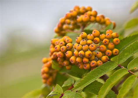 The Rowan Tree And Its Fantastic Berries Gardening Tips Advice And