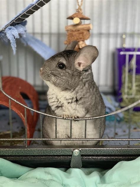 Find the latest listing of chinchilla rodents for sale. Chinchilla Rodents For Sale | Edmond, OK #314581 | Petzlover