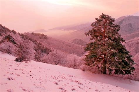 Winter Mountain Slope Pine Pink Fantasy Free Wallpapers