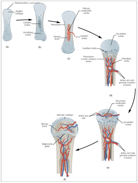 10.4 Bone Formation and Development – Fundamentals of Anatomy and