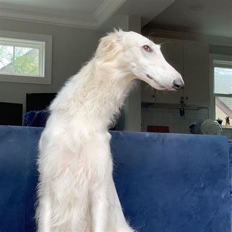 Eris The Borzoi Dog Is Believed To Have The Worlds Longest 122 Inch Snout