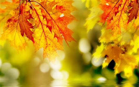 Autumn Relief By Desktop Wallpaper
