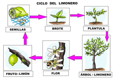 Ciclo Vida De Las Plantas 3 Imagenes Educativas Images And Photos Finder