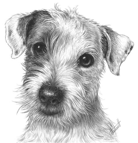 Isaac The Jack Russell Dog Drawing