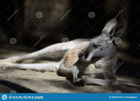 A Lazy Kangaroo Stock Photo Image Of Lazily Comfortable 256079192