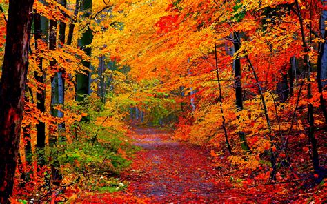 autumn-forest-path-hd-wallpaper-background-image-2560x1600-id