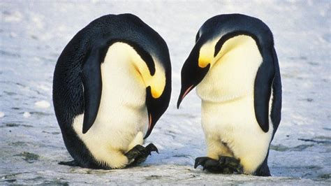 The emperor penguin is a large bird that stands up to more than a meter in height. Wacky Weekend: Animal Dads