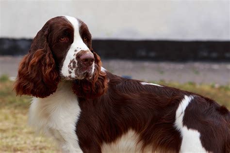 English Springer Spaniel Dog Breed Info Pics And More