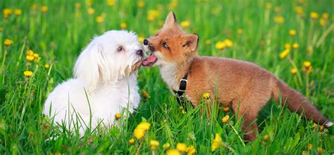 Do Foxes Eat Dogs What You Should Know National Canine 56 Off