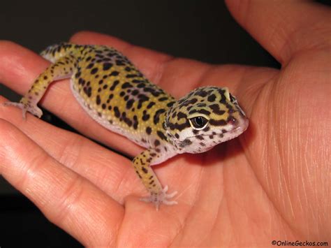 Gecko Breeder Leopard Geckos For Sale Gecko Care
